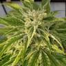 семена конопли феминизированные Auto Bubble Gum feminised Ganja Live Seeds семена конопли феминизированные Auto Bubble Gum feminised Ganja Live Seeds