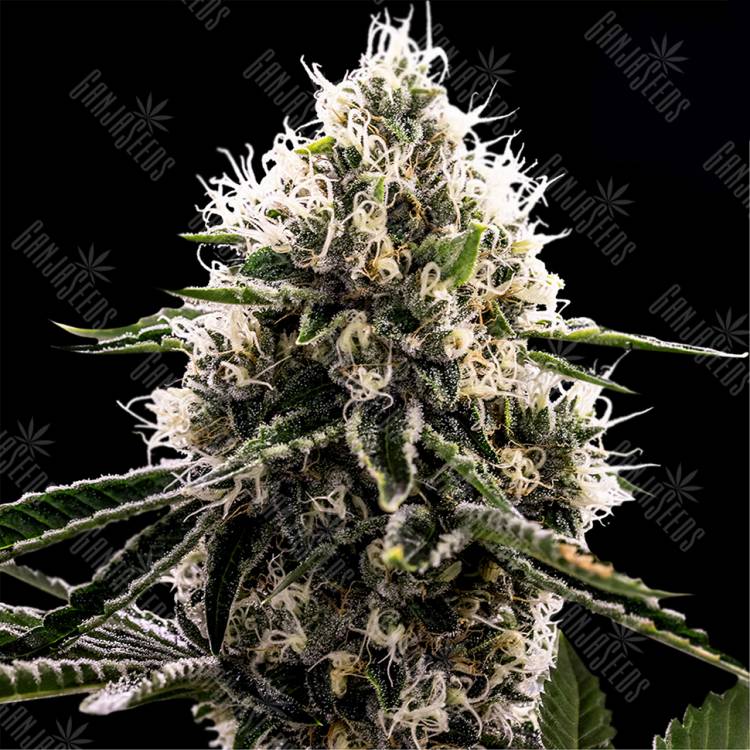 Семена конопли Do-Si-Dos feminised Ganja Seeds Семена конопли Do-Si-Dos feminised Ganja Seeds
